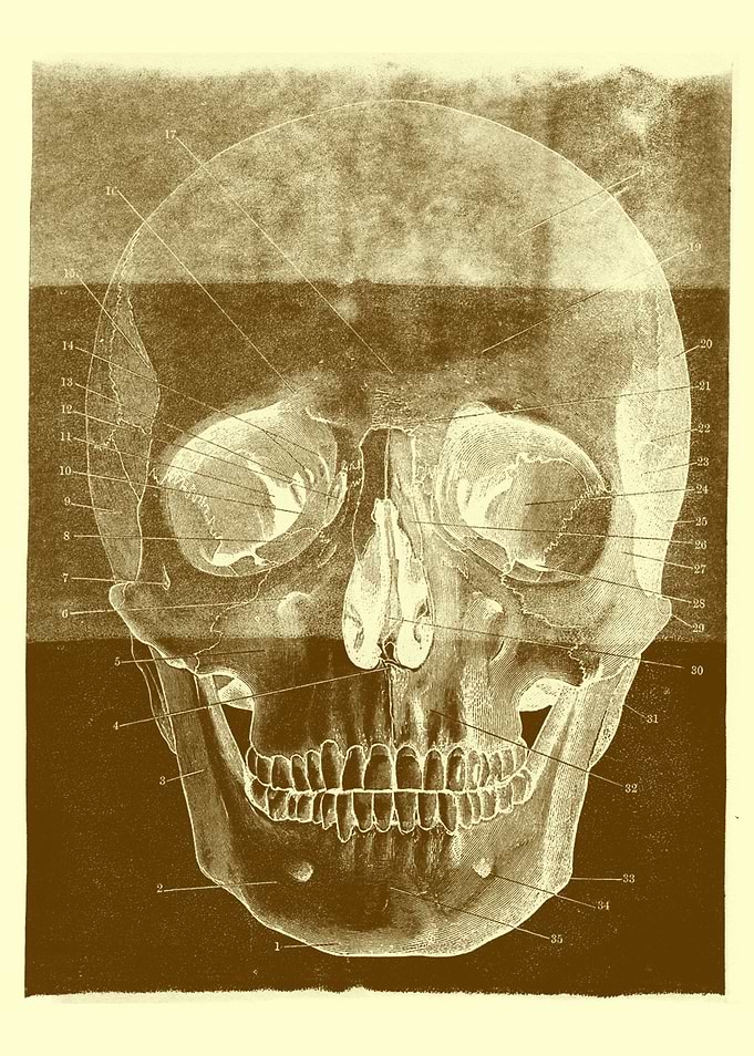 Skull
