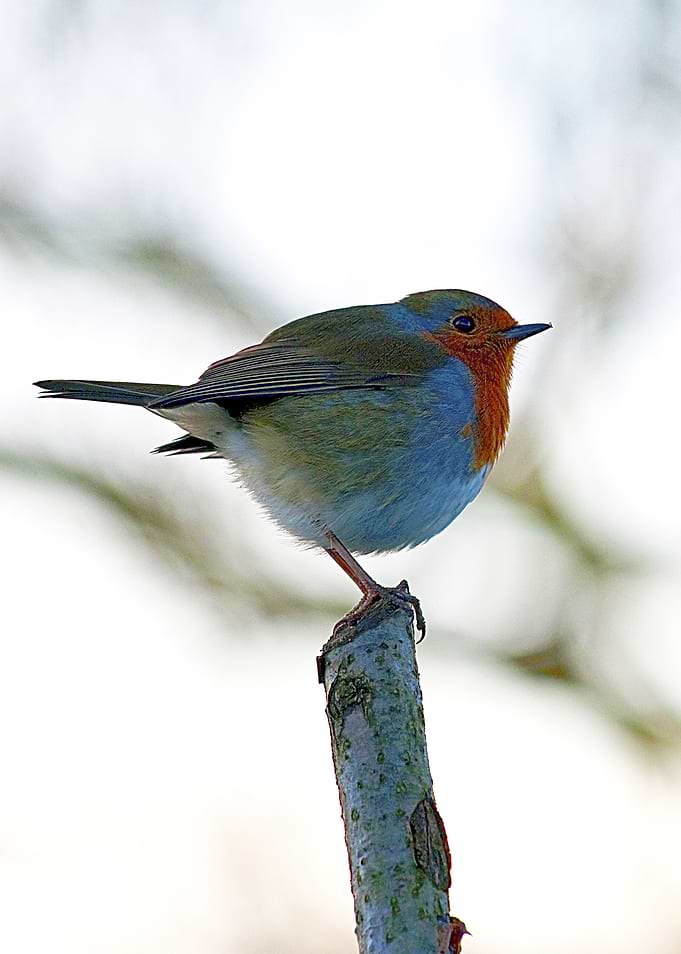 Bird