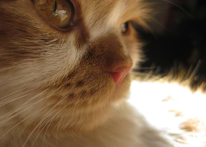 Edit Item Cute Cat Face
