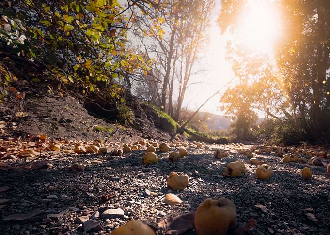 Quinces at their end