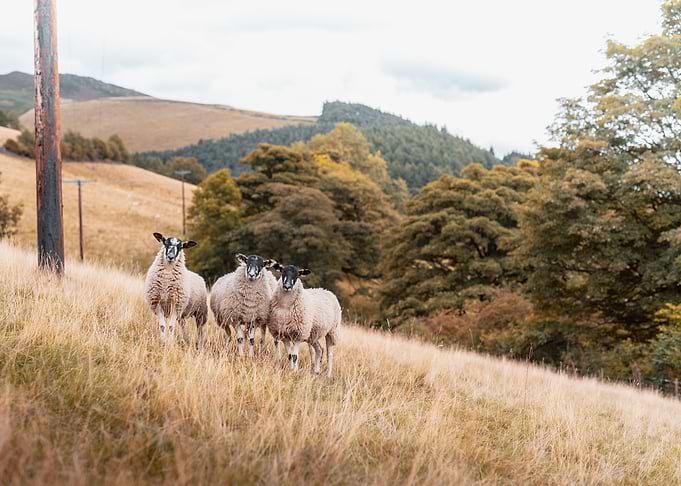 Three Sheep