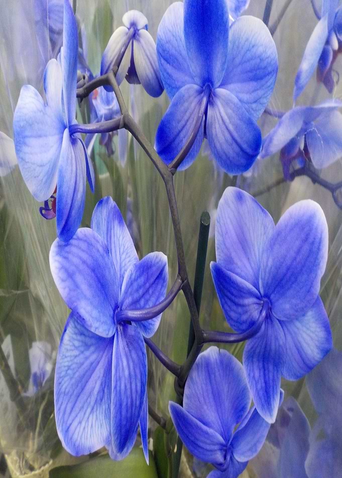 Jesus Blue Orchids