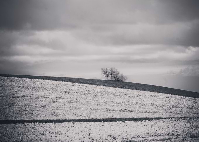 Trees