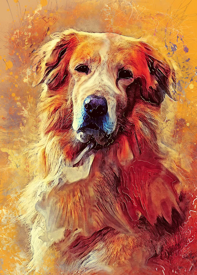 Golden Retriever dog