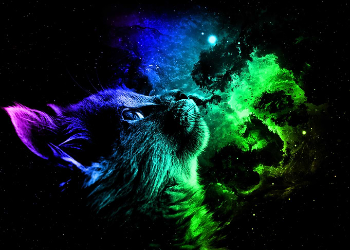 Cat Galaxy