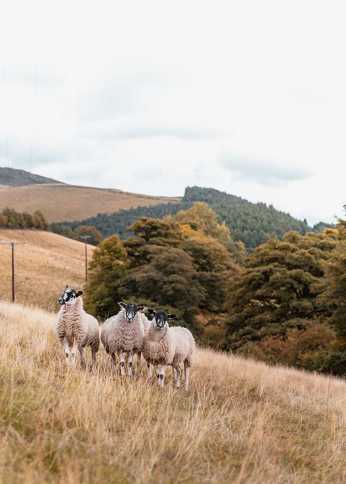 Three Sheep