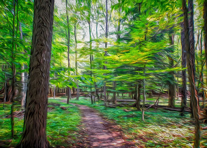 Forest Path