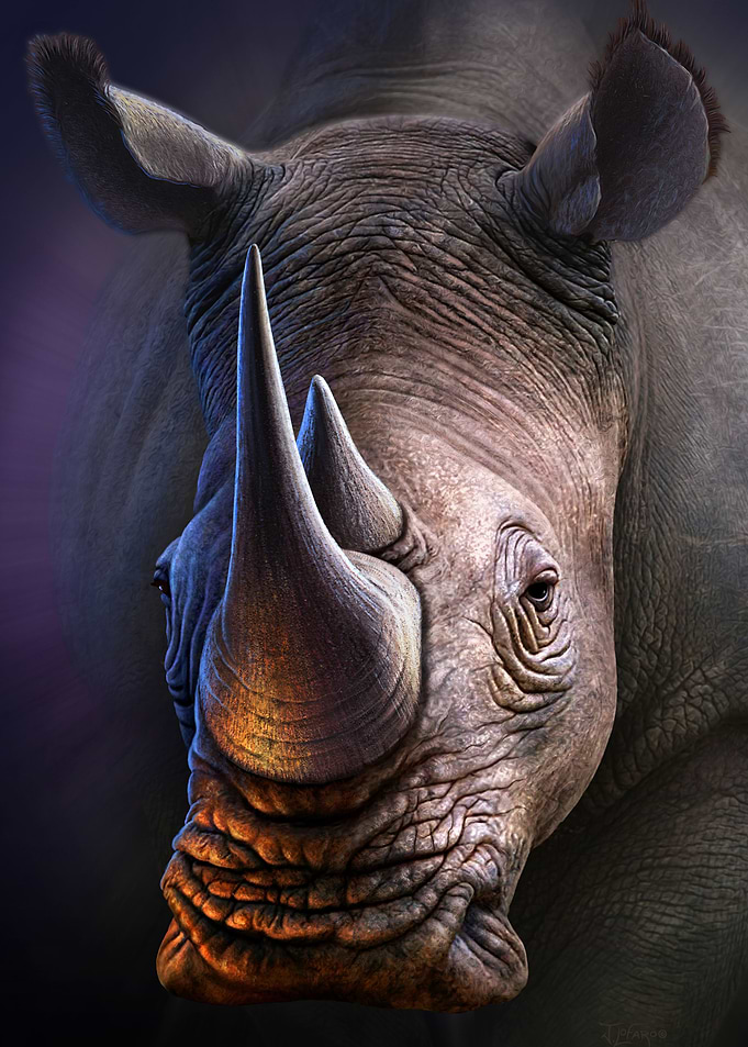White Rhino