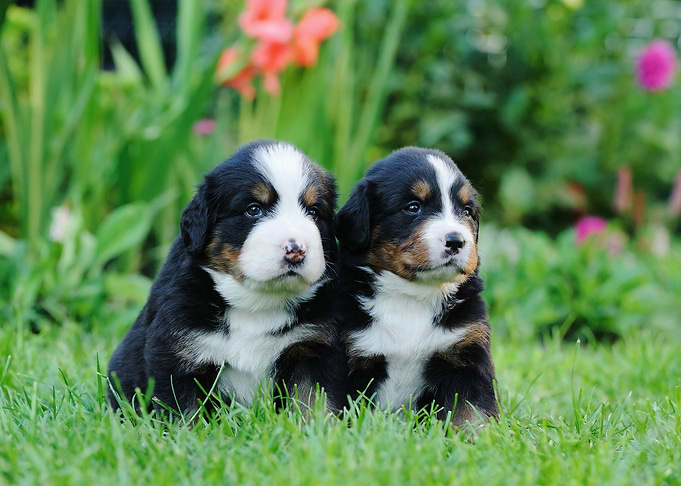 Bernese puppies