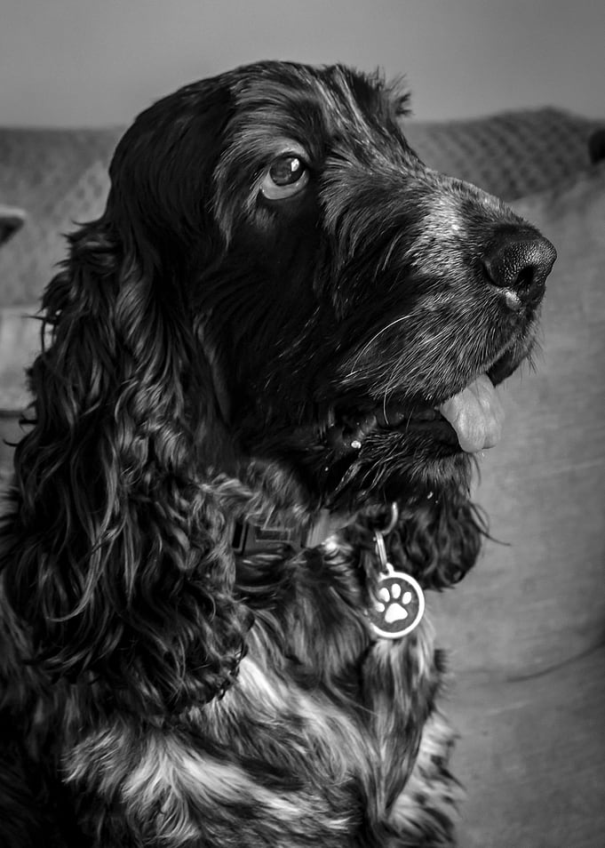 Jack