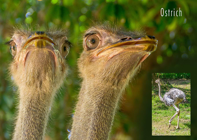Ostrich