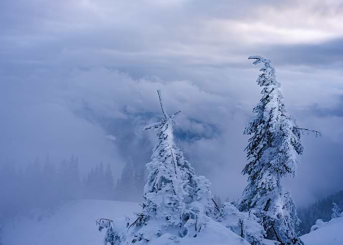 Frozen trees in winter