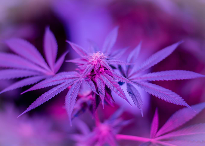 More than a plant