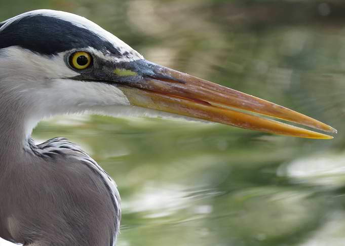 Great Heron