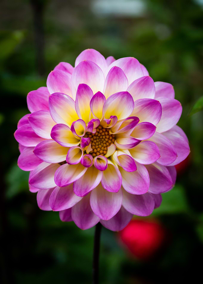 Beautiful Dahlia