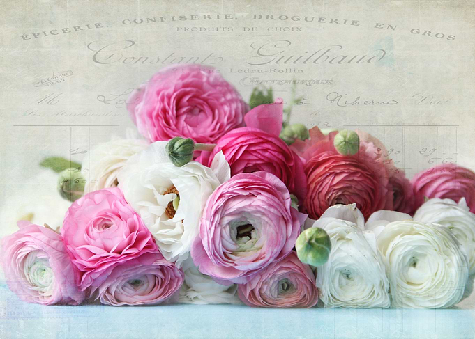 Ranunculus Still Life
