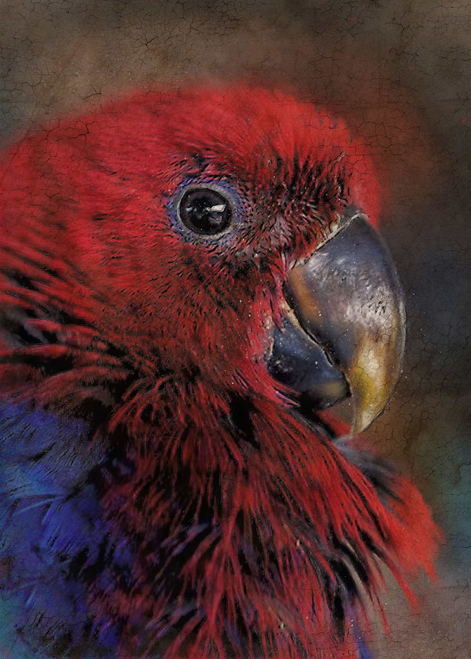 Parakeet