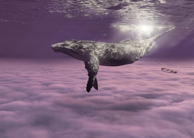 Whale Fantasy