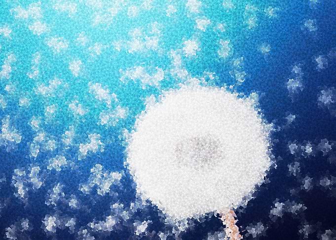 dandelion