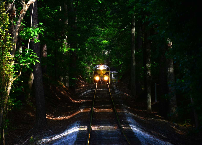 Through the forest tunnel