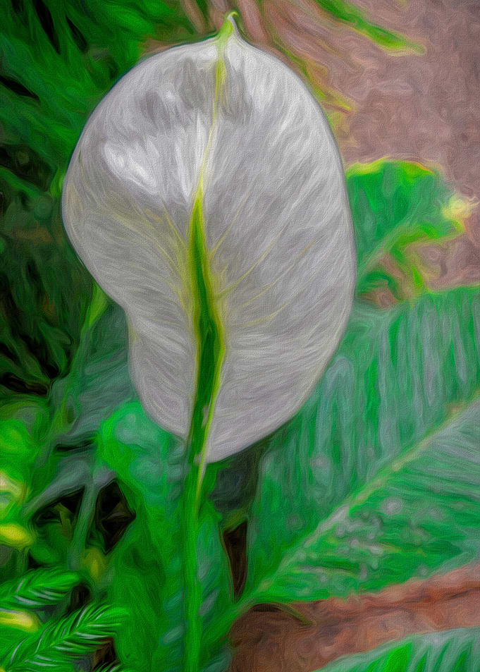 Peace Lily