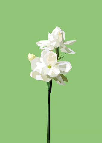 Jasmine