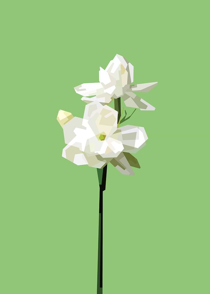 Jasmine