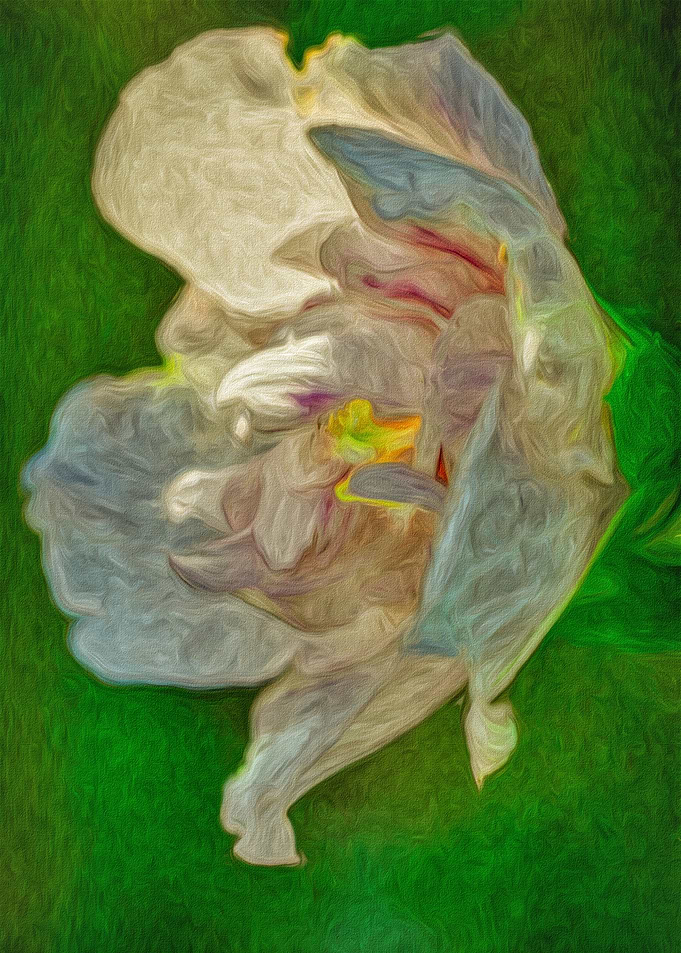 Solo Rose of Sharon