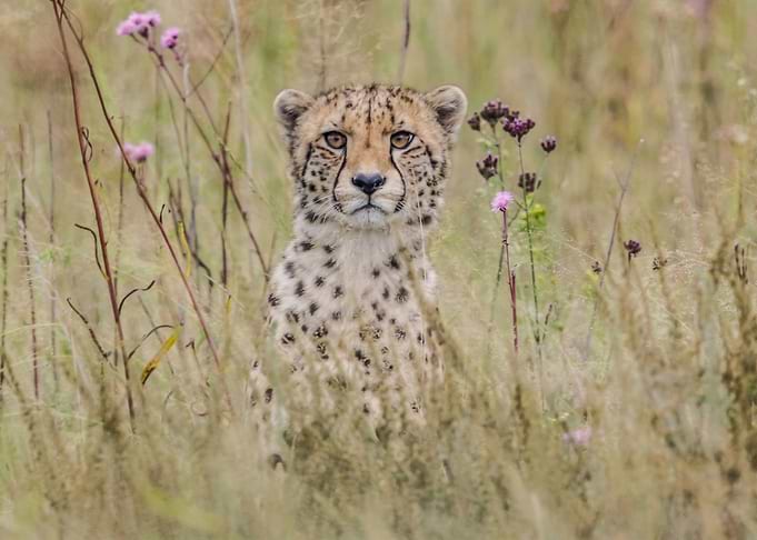 Cheetah Cub