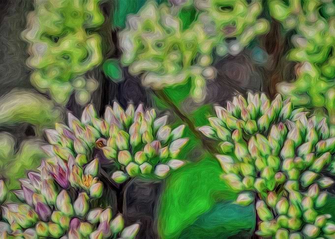 Bud Cluster