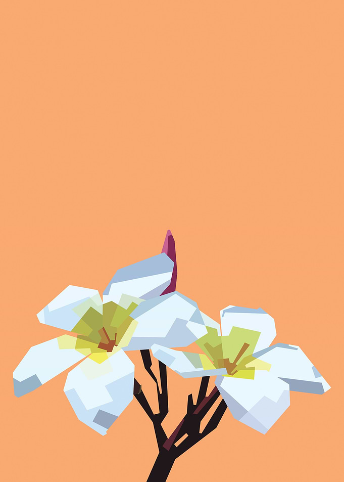 Plumeria