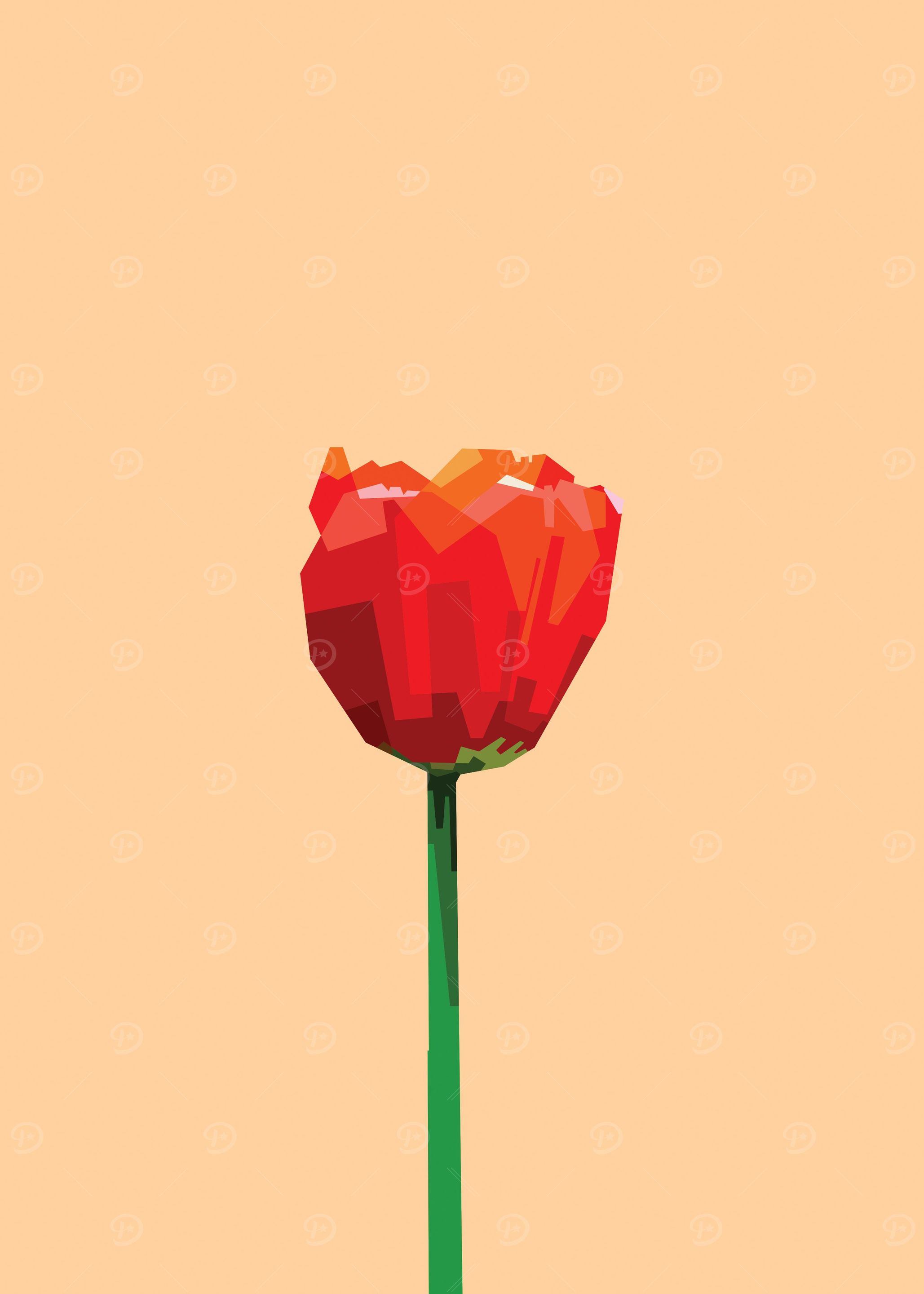 Tulip