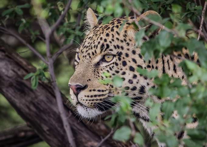 Leopard