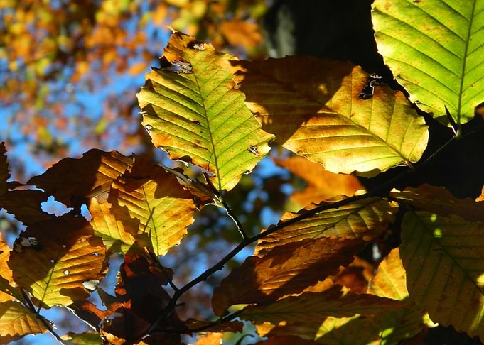 Leaves Kissed by the Sun