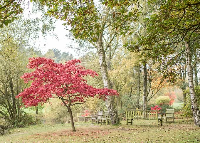 Autumn Red Tree