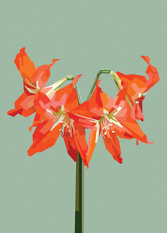 Amaryllis