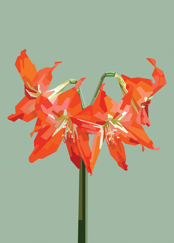 Amaryllis