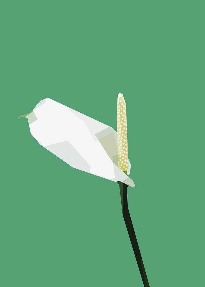 Spathiphyllum