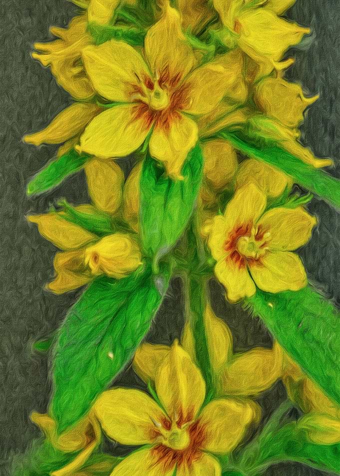 Yellow Loosestrife Stem