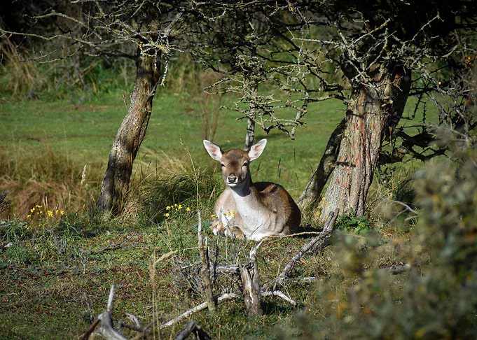 Deer