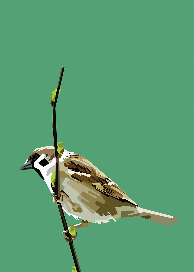 Sparrow