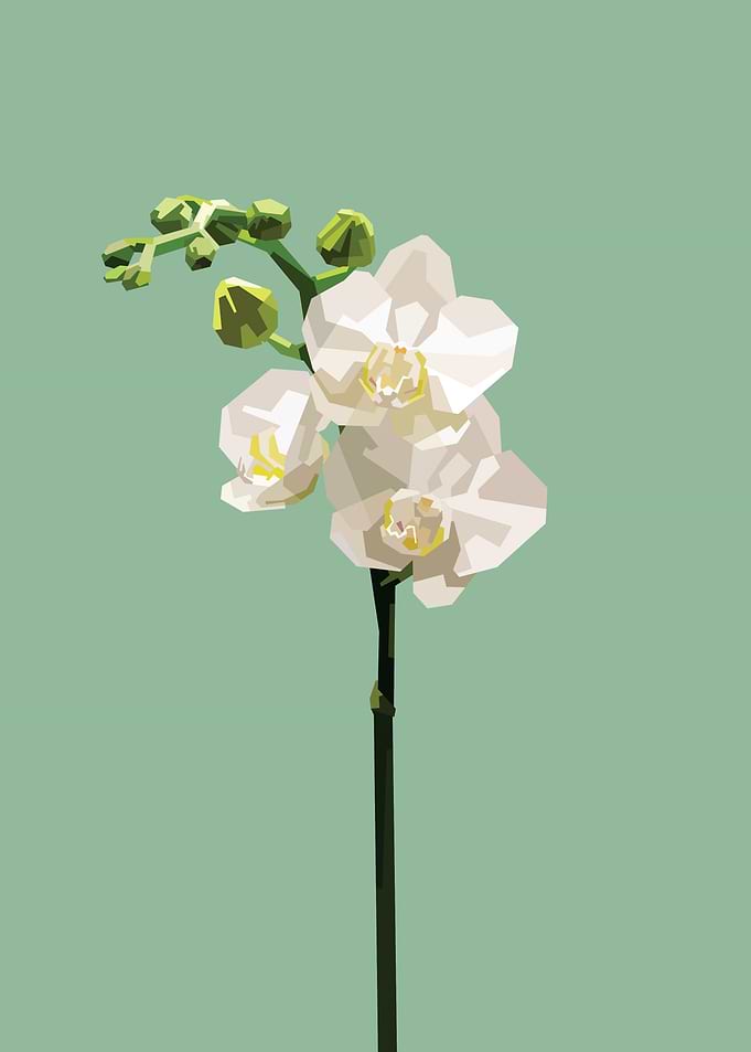 Orchid
