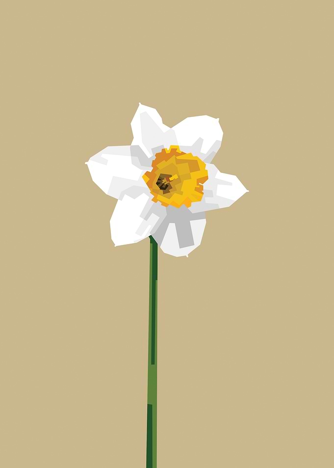 Narcissus