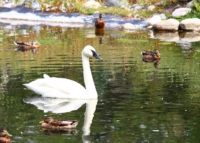 A beautiful swan floating