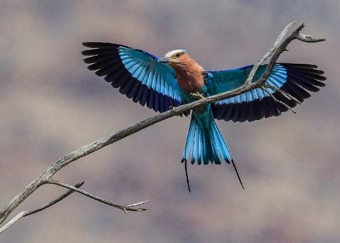 Lilac breasted roller bird