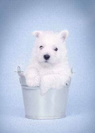 Blue Westie