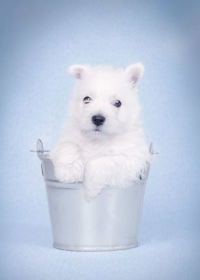 Blue Westie