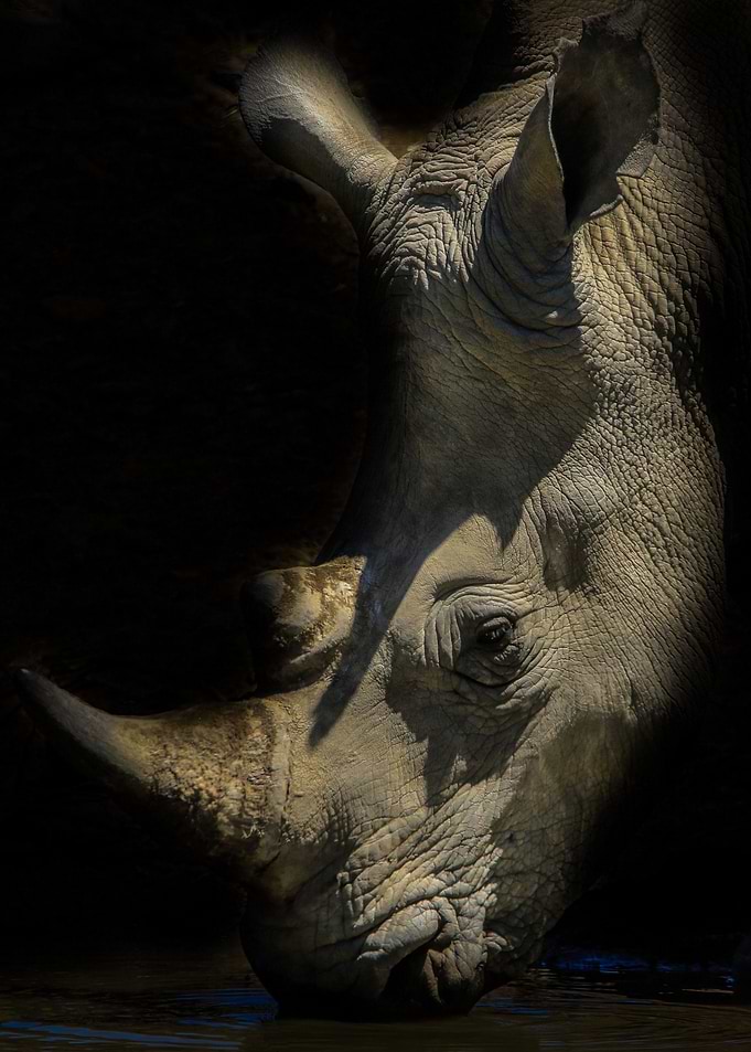 Rhino Portrait