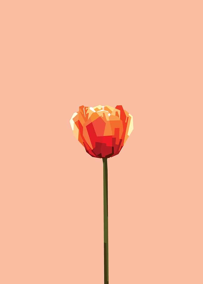 Tulip