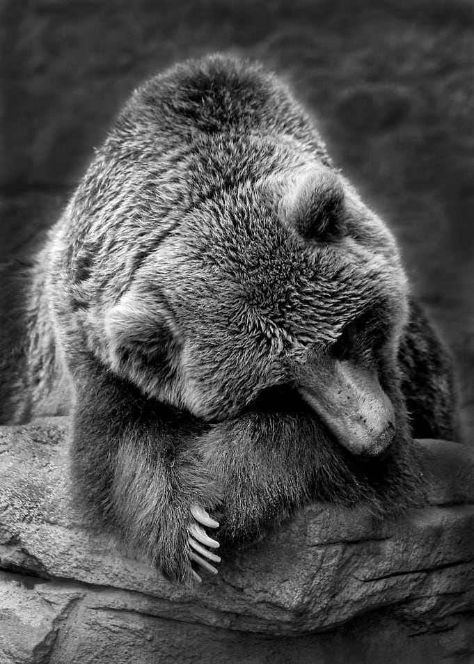 Bashful Bear